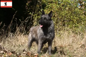 Read more about the article Bouvier des Ardennes opdrættere og hvalpe i Berlin