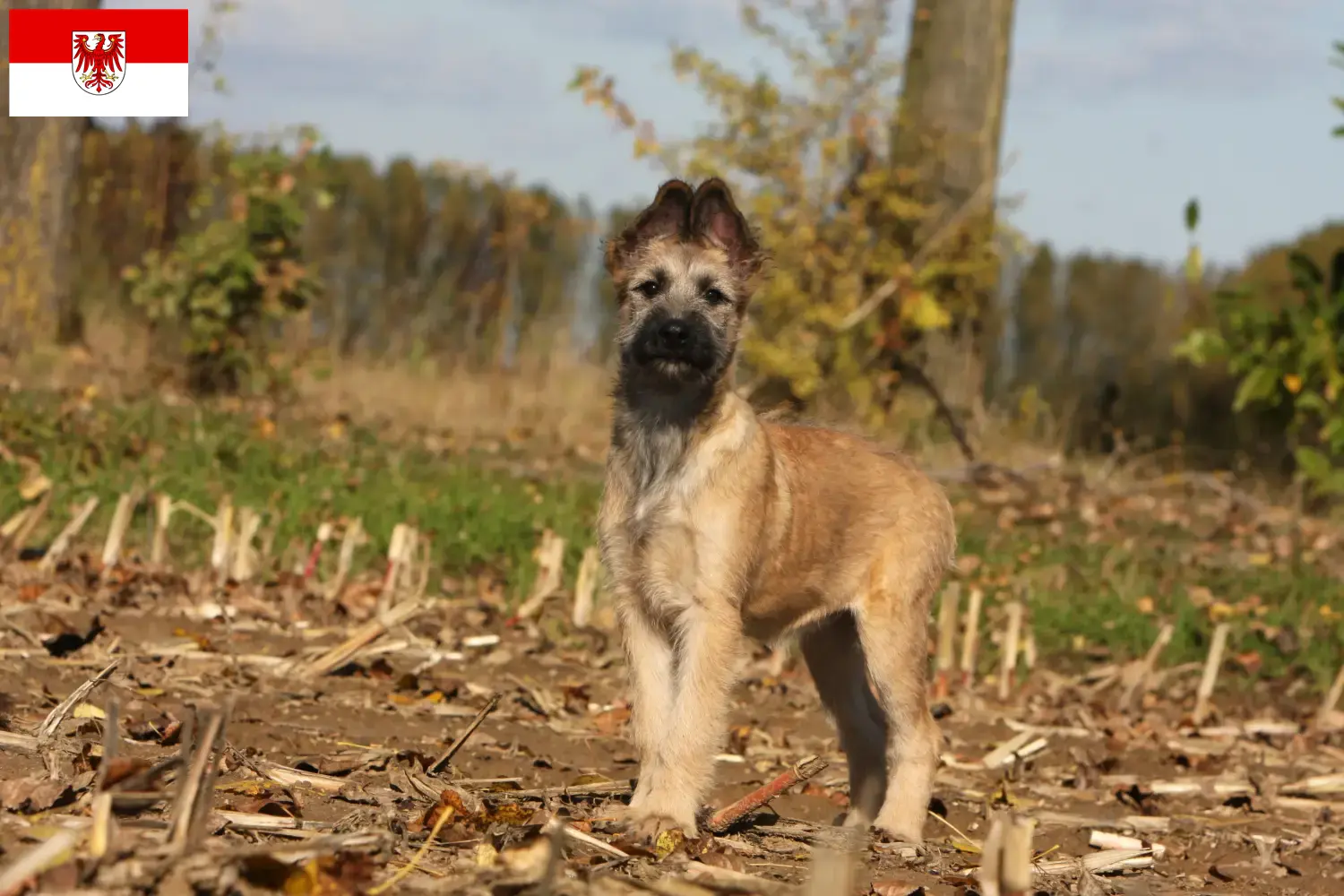 Bouvier des Ardennes hvalpe og opdrættere Brandenburg Her finder du opdrættere af Bouvier des Ardennes i Brandenburg.