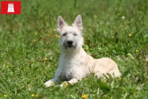 Read more about the article Bouvier des Ardennes opdrættere og hvalpe i Hamborg