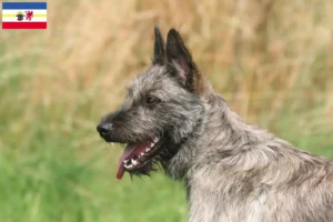 Read more about the article Bouvier des Ardennes opdrættere og hvalpe i Mecklenburg-Vorpommern