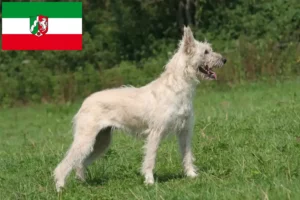 Read more about the article Bouvier des Ardennes opdrættere og hvalpe i Nordrhein-Westfalen