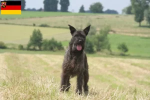 Read more about the article Bouvier des Ardennes opdrættere og hvalpe i Rheinland-Pfalz