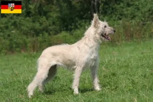 Read more about the article Bouvier des Ardennes opdrættere og hvalpe i Saarland