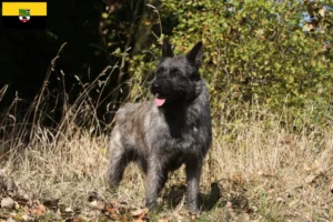 Read more about the article Bouvier des Ardennes opdrættere og hvalpe i Sachsen-Anhalt