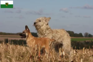 Read more about the article Bouvier des Ardennes opdrættere og hvalpe i Sachsen