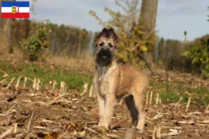 Read more about the article Bouvier des Ardennes opdrættere og hvalpe i Slesvig-Holsten
