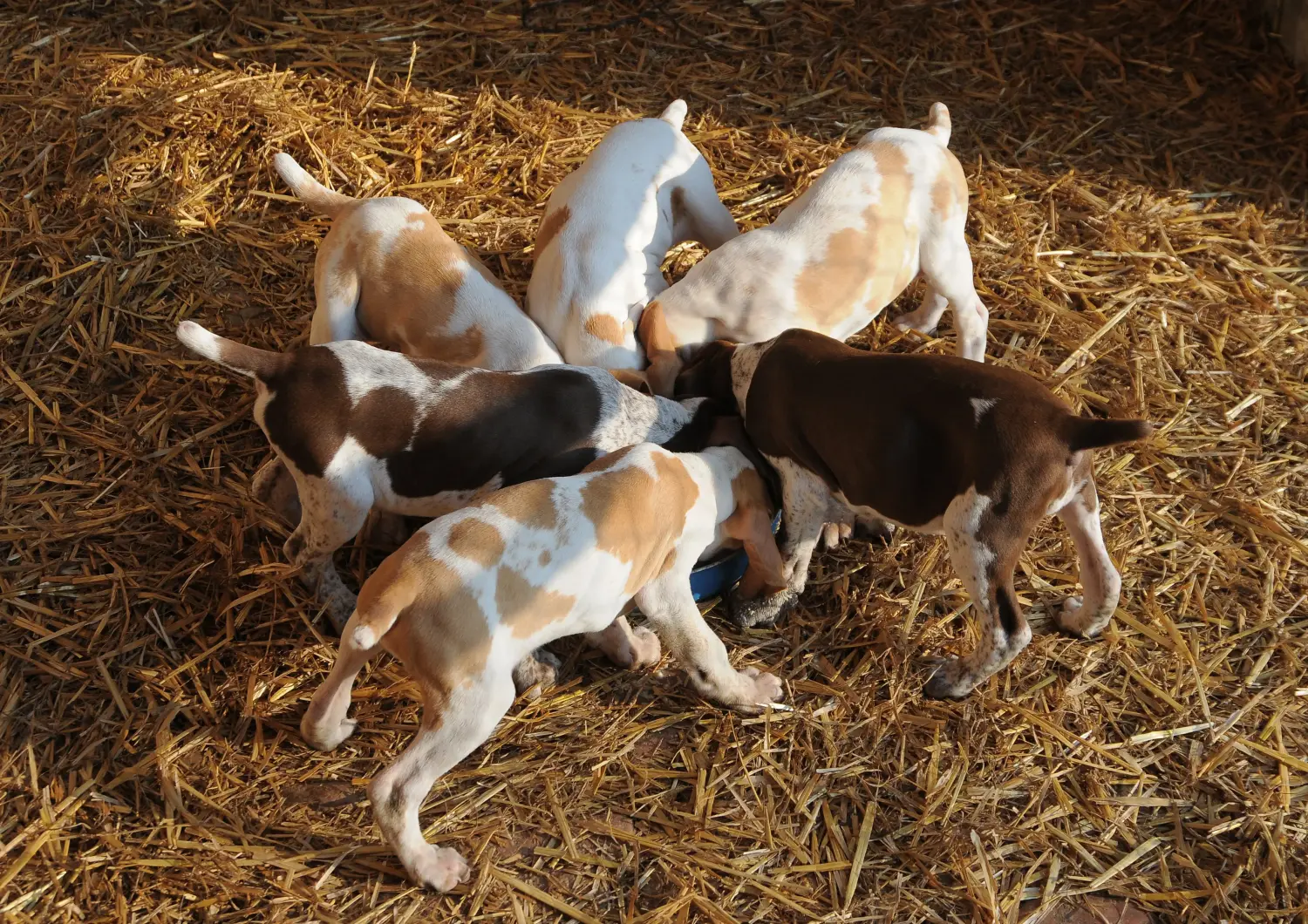 At købe en Bracco Italiano-hvalp betyder at tage ansvar! Køb Bracco Italiano hvalpe.