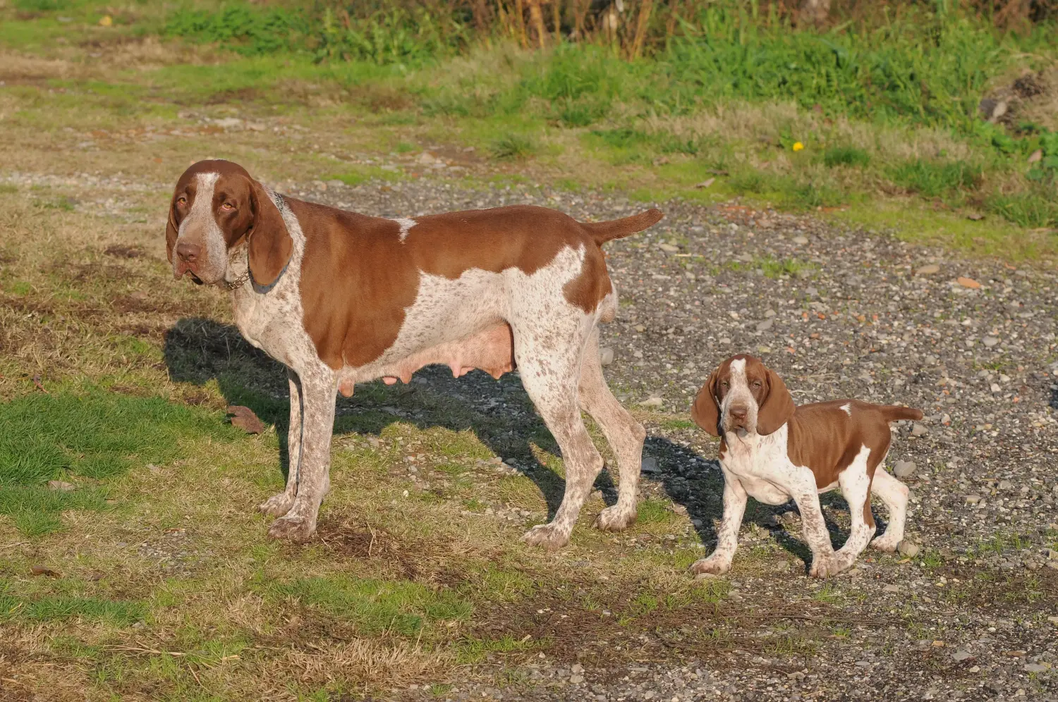 At købe en Bracco Italiano-hvalp betyder at tage ansvar! Køb Bracco Italiano hvalpe.