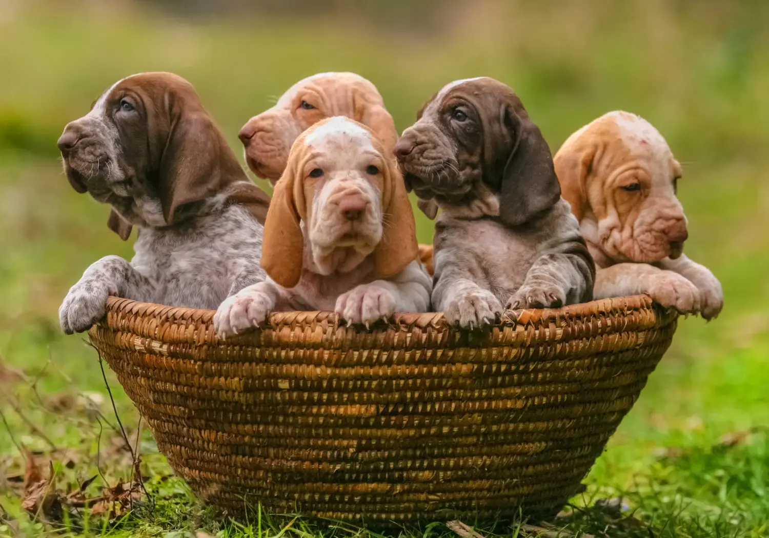 At købe en Bracco Italiano-hvalp betyder at tage ansvar! Køb Bracco Italiano hvalpe.