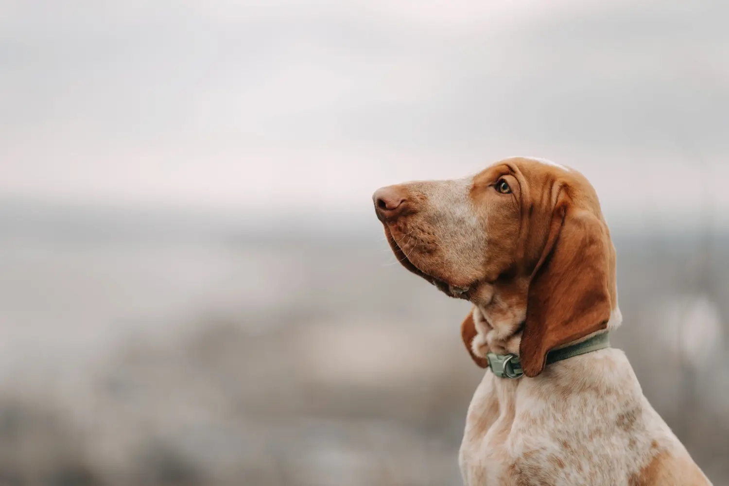 At købe en Bracco Italiano-hvalp betyder at tage ansvar! Køb Bracco Italiano hvalpe.