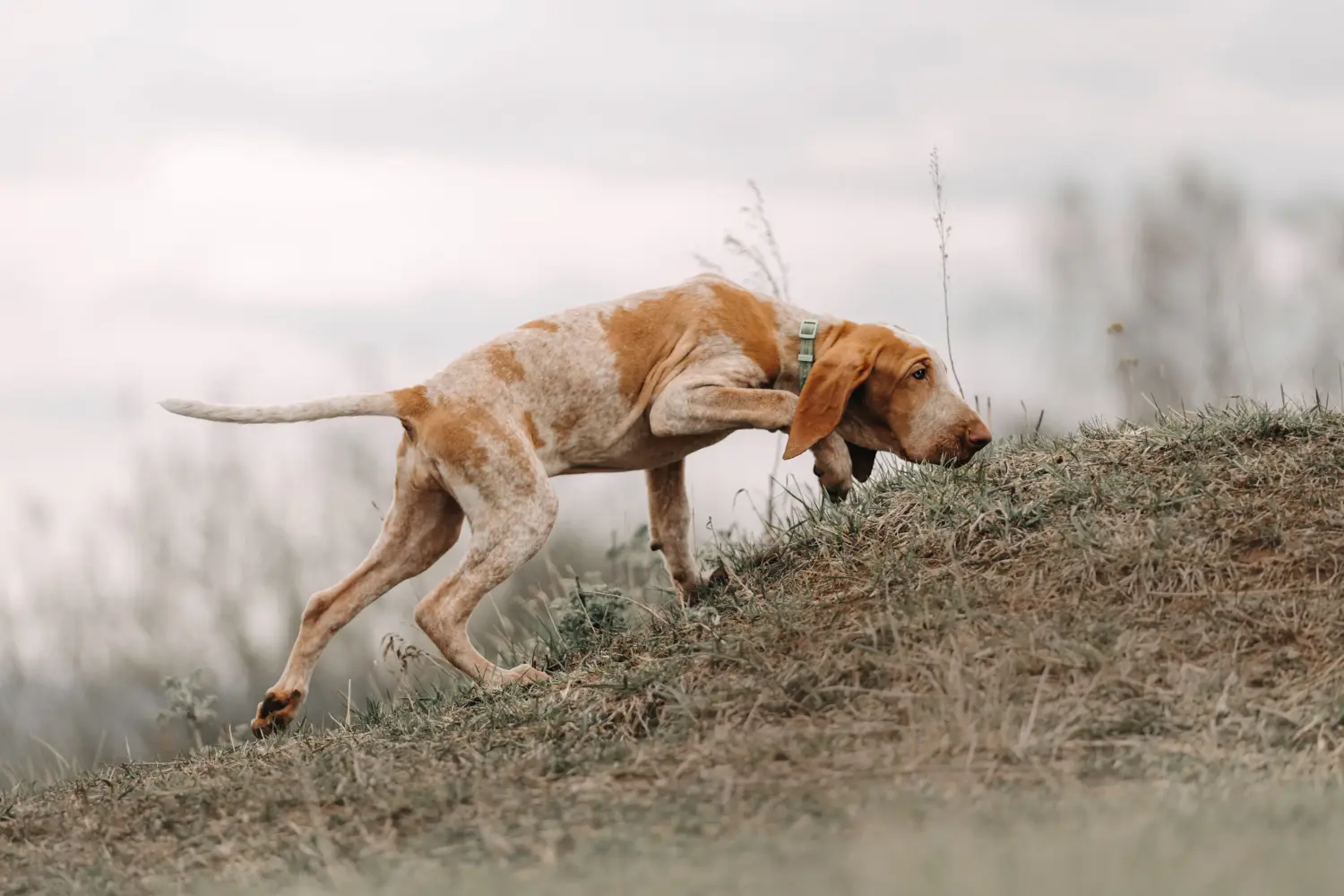 At købe en Bracco Italiano-hvalp betyder at tage ansvar! Køb Bracco Italiano hvalpe.