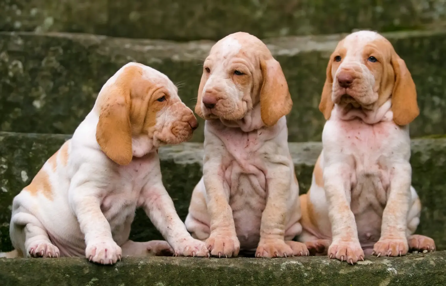 At købe en Bracco Italiano-hvalp betyder at tage ansvar! Køb Bracco Italiano hvalpe.