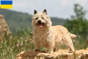 Read more about the article Cairn Terrier opdrættere og hvalpe i Ukraine