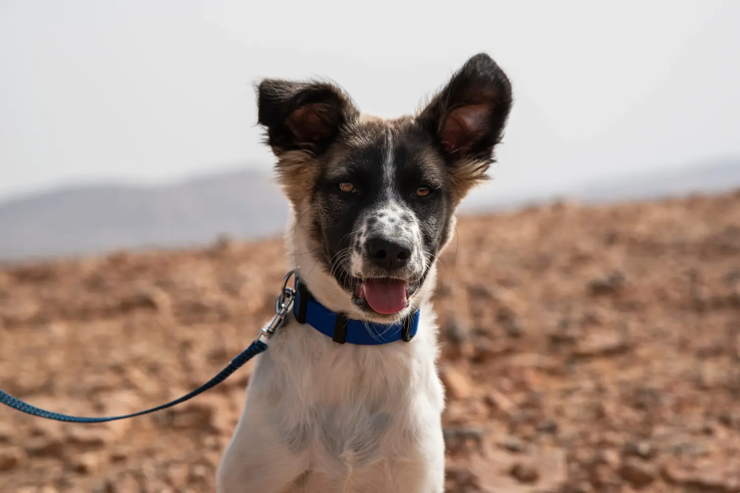 At købe en Canaan-hundehvalp betyder at tage ansvar! Køb Canaan hundehvalpe.