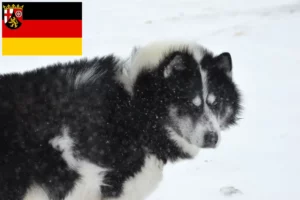 Read more about the article Canadisk eskimohundeopdrætter og hvalpe i Rheinland-Pfalz