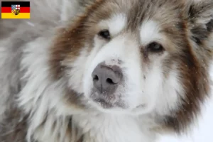 Read more about the article Canadisk eskimohundeopdrætter og hvalpe i Saarland