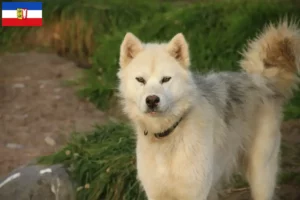Read more about the article Canadisk eskimohundeopdrætter og hvalpe i Slesvig-Holsten
