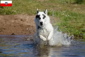 Read more about the article Canadisk eskimohundeopdrætter og hvalpe i Thüringen