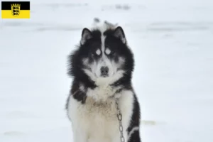 Read more about the article Canadisk eskimo hundeopdrætter og hvalpe i Baden-Württemberg