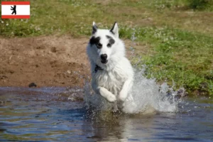 Read more about the article Canadisk eskimohundeopdrætter og hvalpe i Berlin