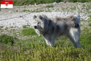 Read more about the article Canadisk eskimohundeopdrætter og hvalpe i Brandenburg