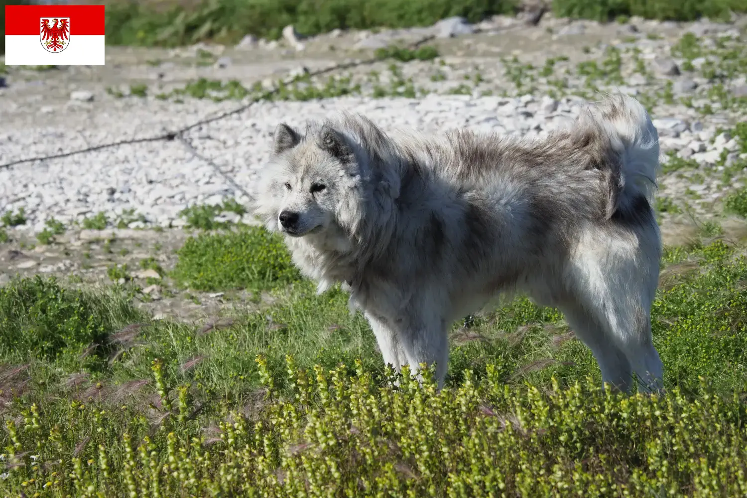 Canadiske eskimohundehvalpe og opdrætter Brandenburg Her kan du finde canadiske eskimohundeopdrættere i Brandenburg.