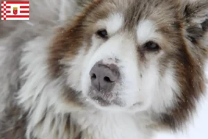Read more about the article Canadisk eskimohundeopdrætter og hvalpe i Bremen