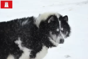 Read more about the article Canadisk eskimohundeopdrætter og hvalpe i Hamborg