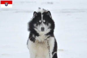 Read more about the article Canadisk eskimohundeopdrætter og hvalpe i Hessen