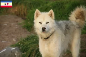 Read more about the article Canadisk eskimohundeopdrætter og hvalpe i Mecklenburg-Vorpommern