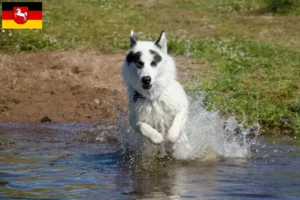 Read more about the article Canadisk eskimohundeopdrætter og hvalpe i Niedersachsen