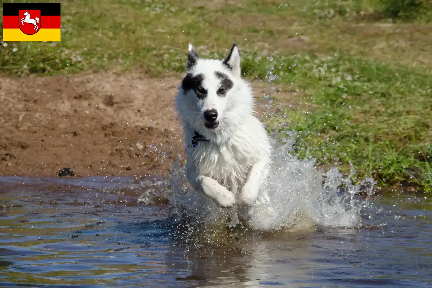 Canadiske eskimohundehvalpe og opdrættere i Niedersachsen Her kan du finde canadiske eskimohundeopdrættere i Niedersachsen.