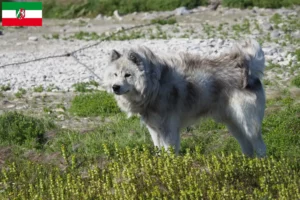 Read more about the article Canadisk eskimohundeopdrætter og hvalpe i Nordrhein-Westfalen