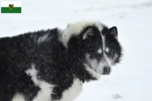 Read more about the article Canadisk eskimohundeopdrætter og hvalpe i Sachsen