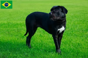 Read more about the article Cane Corso Italiano opdrættere og hvalpe i Brasilien