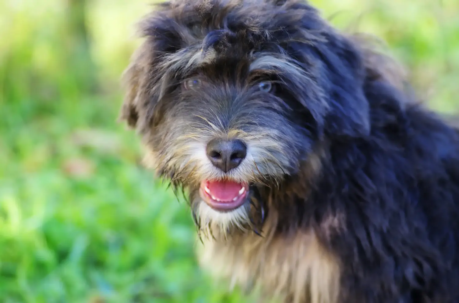 At købe en Cão da Serra de Aires-hvalp betyder at tage ansvar! Køb Cão da Serra de Aires hvalpe.