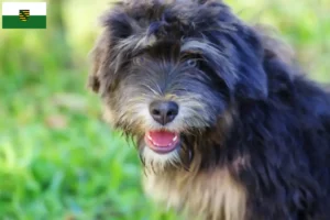 Read more about the article Cão da Serra de Aires opdrættere og hvalpe i Sachsen