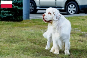 Read more about the article Clumber Spaniel opdrættere og hvalpe i Polen