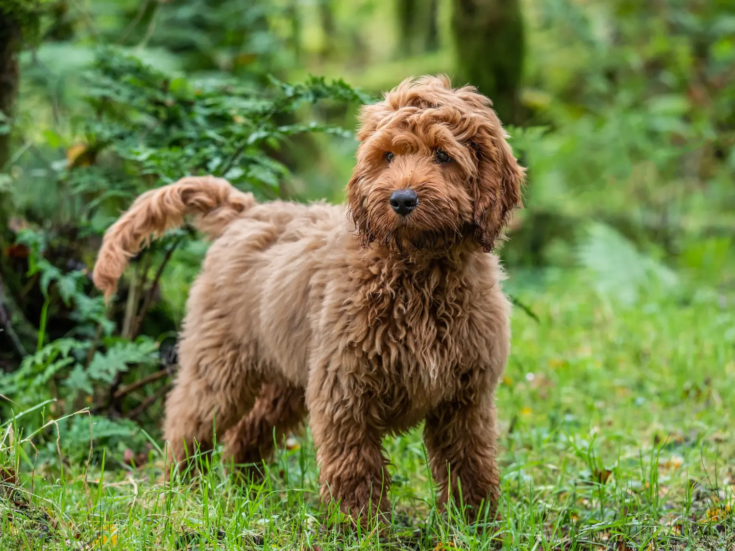 At købe en cockapoo-hvalp betyder at tage ansvar! Køb cockapoo-hvalpe.