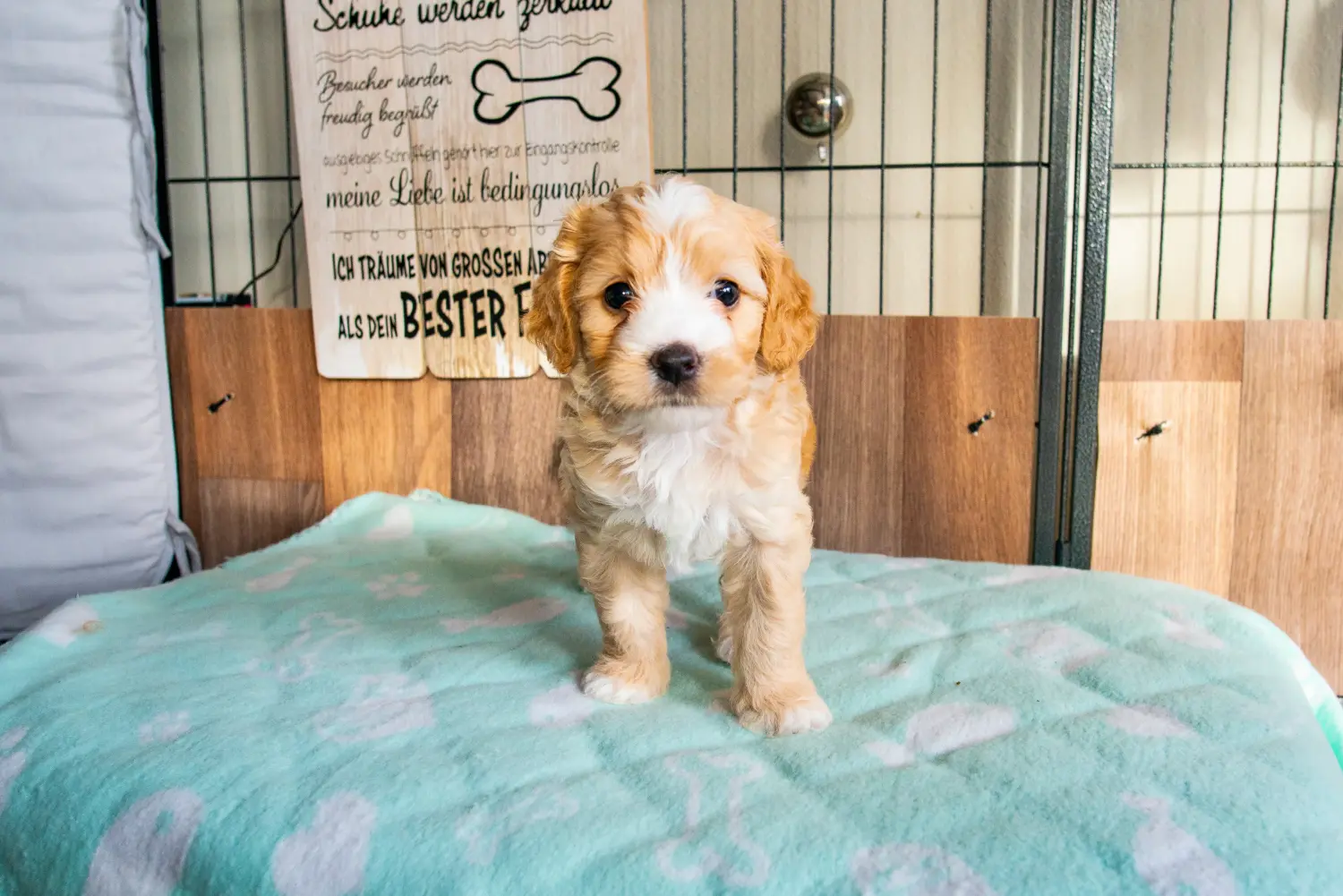 At købe en cockapoo-hvalp betyder at tage ansvar! Køb cockapoo-hvalpe.