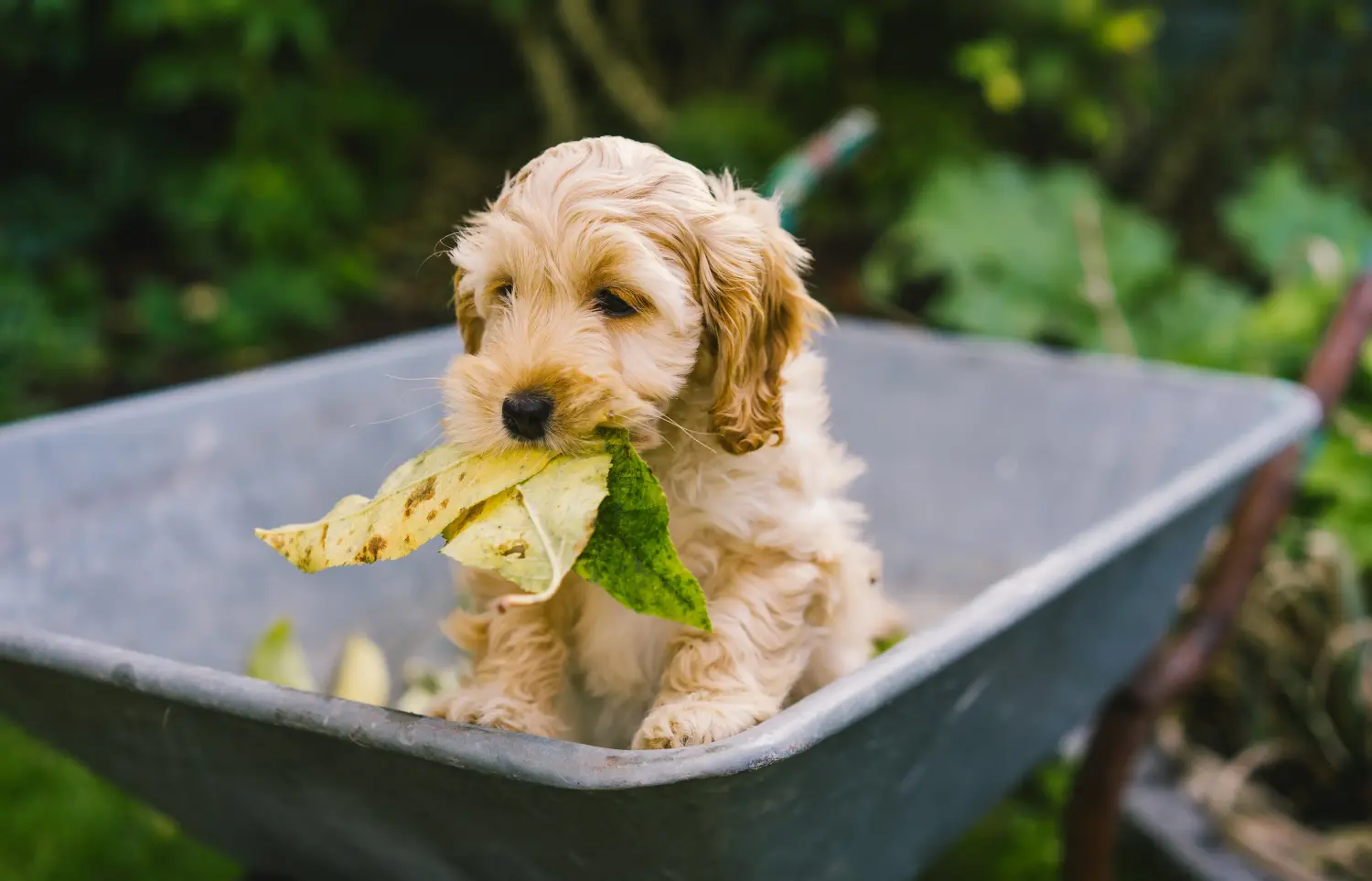 At købe en cockapoo-hvalp betyder at tage ansvar! Køb cockapoo-hvalpe.