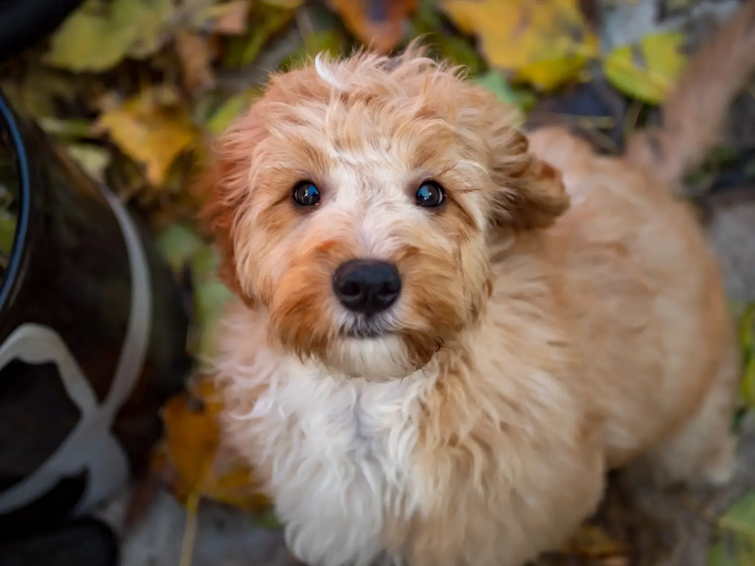 At købe en cockapoo-hvalp betyder at tage ansvar! Køb cockapoo-hvalpe.