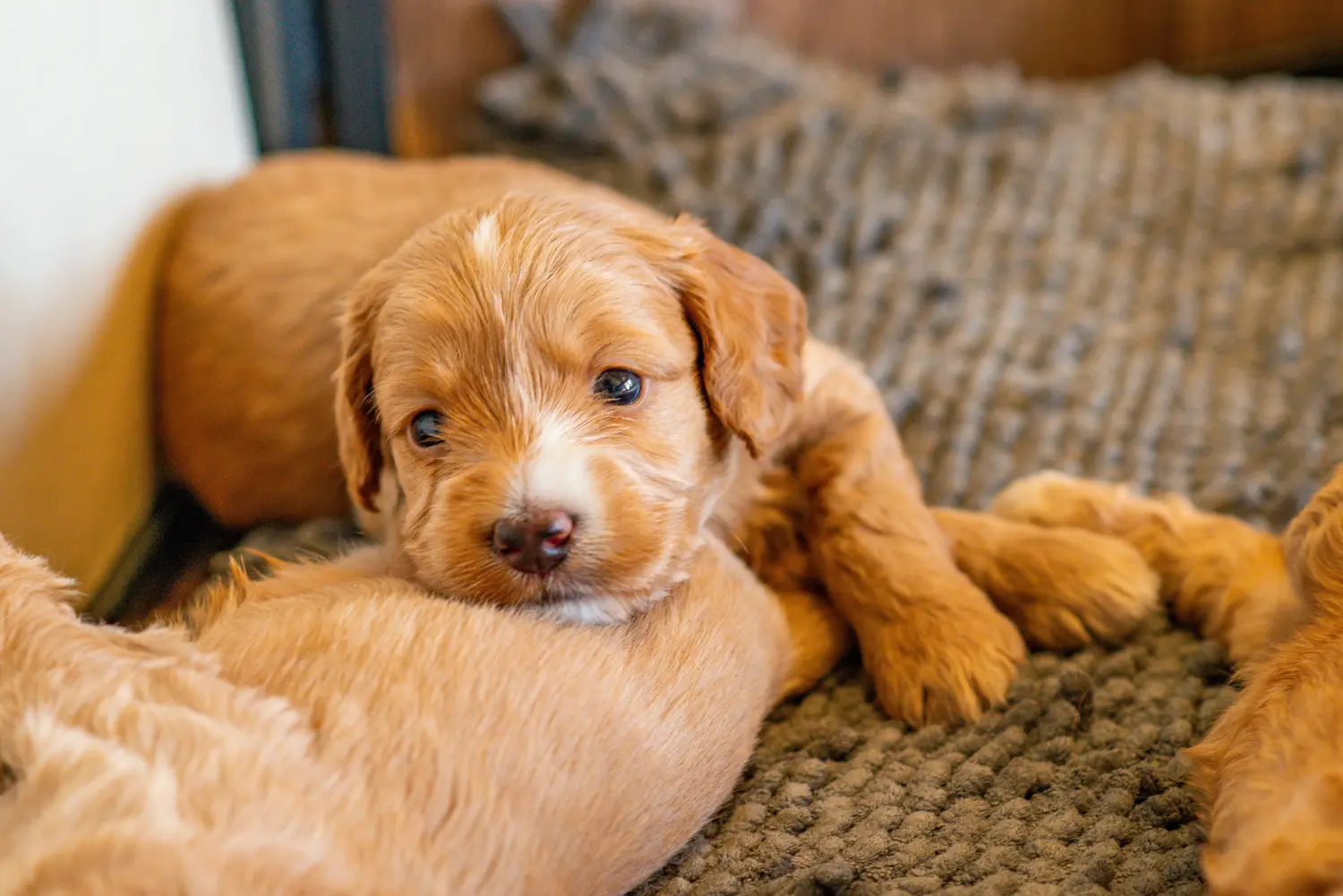 At købe en cockapoo-hvalp betyder at tage ansvar! Køb cockapoo-hvalpe.