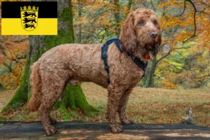 Read more about the article Cockapoo-opdrættere og -hvalpe i Baden-Württemberg