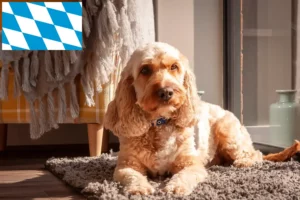 Read more about the article Cockapoo-opdrættere og hvalpe i Bayern