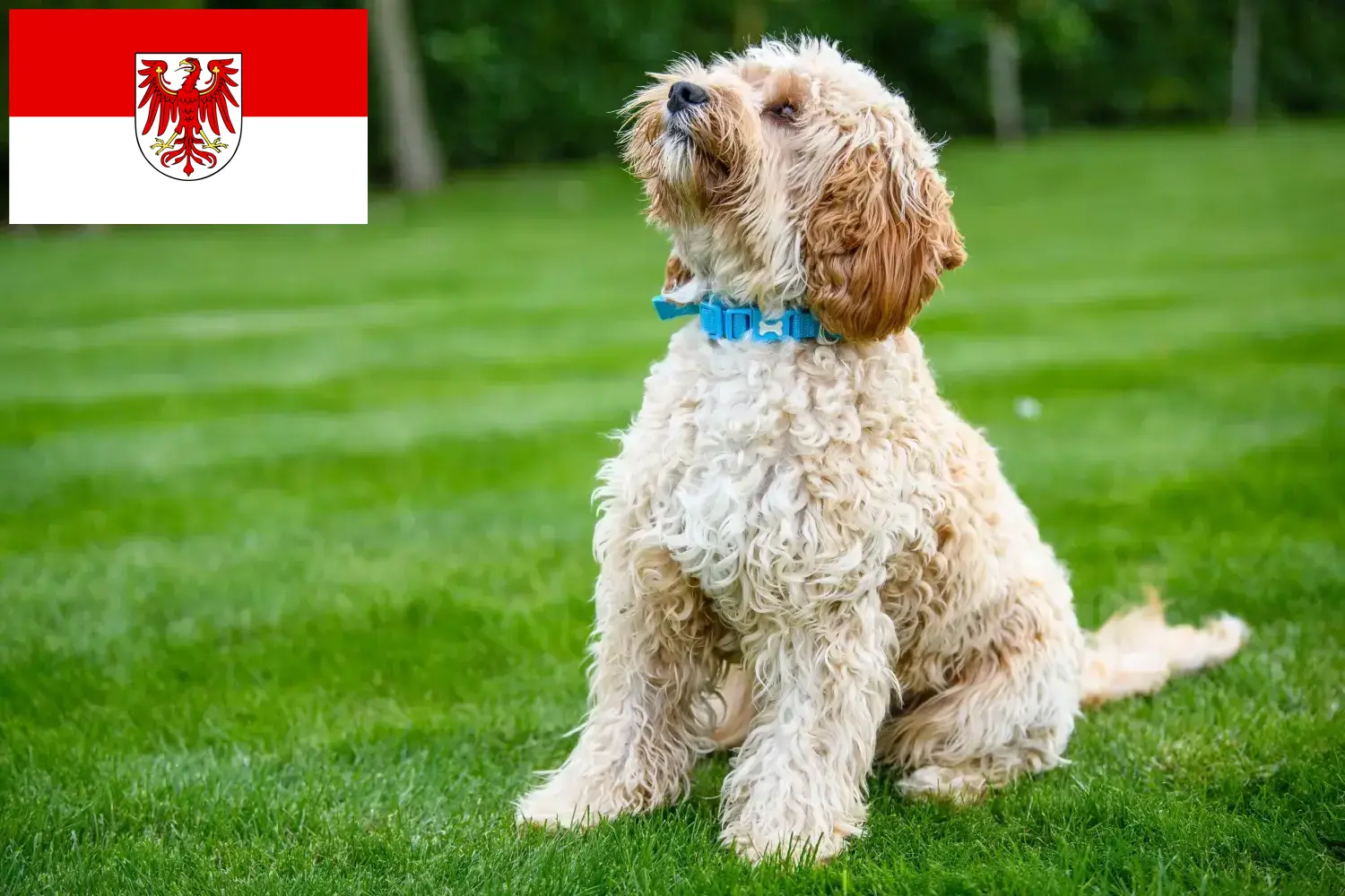Cockapoo-hvalpe og opdrættere Brandenburg Her kan du finde cockapoo-opdrættere i Brandenburg.