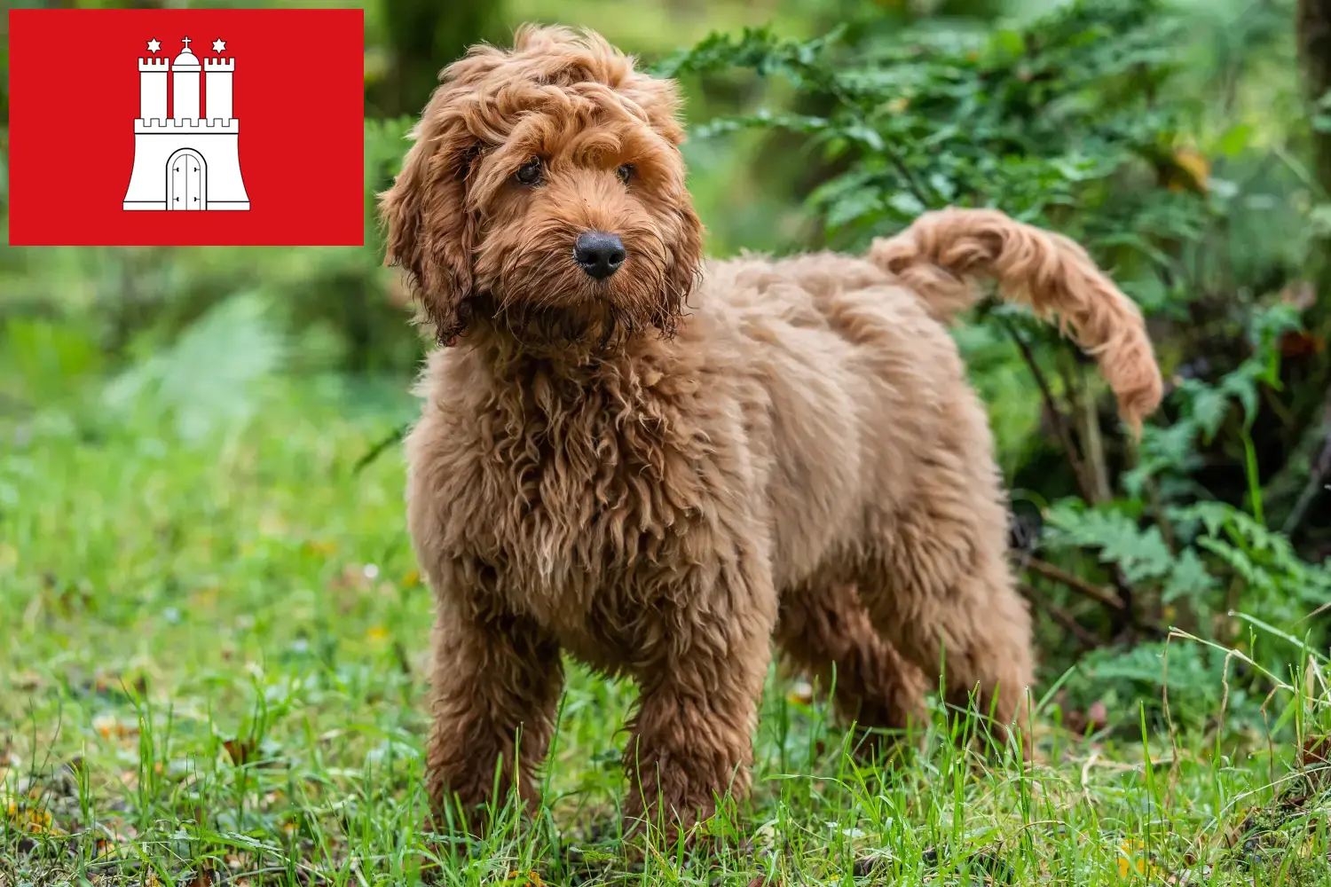 Cockapoo-hvalpe og opdrættere Hamborg Her kan du finde cockapoo-opdrættere i Hamborg.