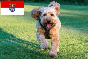 Read more about the article Cockapoo-opdrættere og hvalpe i Hessen