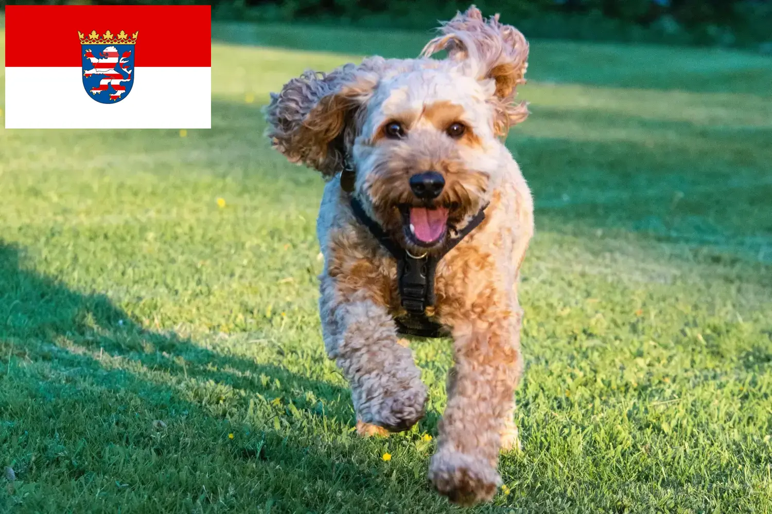 Read more about the article Cockapoo-opdrættere og hvalpe i Hessen