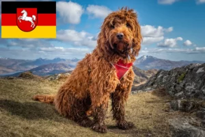 Read more about the article Cockapoo-opdrættere og -hvalpe i Niedersachsen
